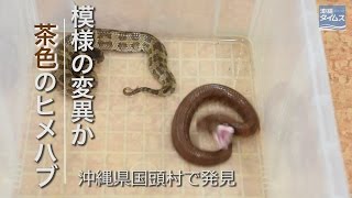 模様の変異か？　茶色のハブ、沖縄で見つかる