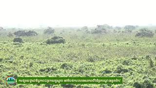 Part 01: Birds in Beung Prek Lapouv Protected Landscape - តំបន់ការពារទេសភាពបឹងព្រែកល្ពៅ