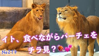 No217 イト、パーチェを気にしながらお食事🍖💕 一緒に食べたいの？　#円山動物園