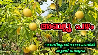 അബ്യൂ പഴം കൃഷി ചെയ്യാം | Abiyu Farming and harvest👌