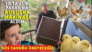 10 TAVUK PARASINA KULUÇKA MAKİNESİ ALDIM ÜRETİMİ BİZ YAPACAĞIZ| İSPENÇ SÜS TAVUĞU ÜRETİMİ | KÖY VLOG