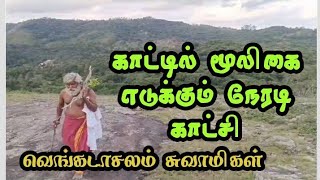 காட்டில் மூலிகை எடுக்கும் நேரடி காட்சி