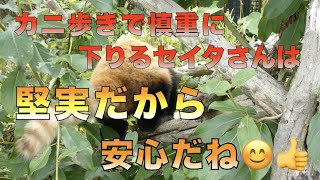 【円山動物園レッサーパンダ】カニ歩きで慎重に下りるセイタさんは堅実だから安心だね😊