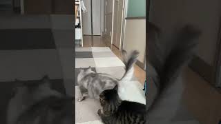 【短足マンチカン】走る姿が可愛らしい #猫 #shorts