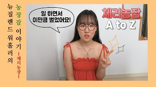 🇳🇿뉴질랜드 체리🍒농장 잡에 대해 낱낱이 밝혔다! | 뉴질랜드 워킹홀리데이