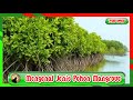 Get to know the types of mangrove trees @ayoebbapuzi