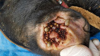 Dog Ticks Remove - Easy And Fast Way To Remove All Ticks From Poor Dog - Save Poor Dog EP 95