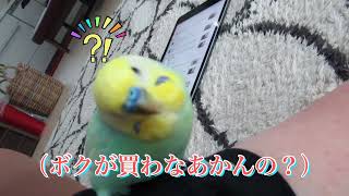 遂に❣️ルイヴィトン👜？インコにねだってみたら‥🐥関西弁のくーちゃん🐥