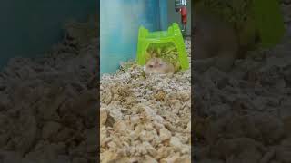 Roborovski dwarf hamsters play fighting