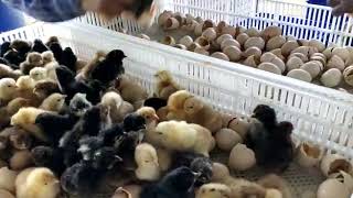 Sonawane Poultry Hatch Likalte Time