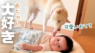 赤ちゃん大好き柴犬！朝の準備が進まない理由は・・ーAKEEYO 車内見守りカメラSMILEー