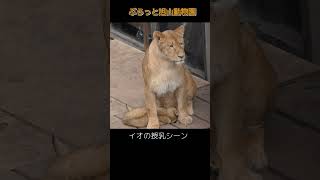 ライオンの授乳シーン#旭山動物園  #オリト#cute ＃イオ #cute ファミリー #かわいい ＃Lion #asahiyamazoo #shorts #cubs #癒し #big cat