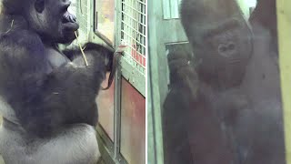 Dad Gorilla Dinner \u0026 Husbandry Training. Date taken: 2023.2.24