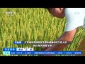 正点财经 金秋“丰”景 江苏南京：水稻进入灌浆期 农民劳作盼丰收 cctv财经