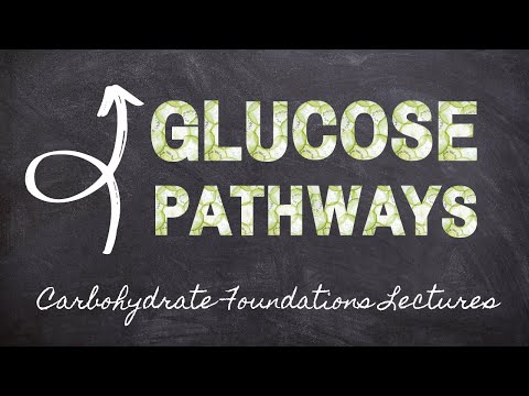 What are the 3 pathways of glucose catabolism?