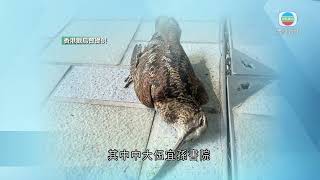 香港新聞｜無綫新聞｜06/03/23 要聞｜觀鳥會指去年四個月內錄得179隻雀鳥誤撞玻璃死亡｜ TVB News