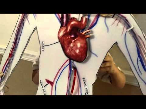 circulatory system model circulatory system model