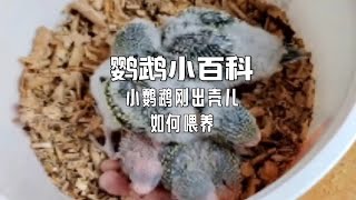 小鹦鹉刚出壳如何喂养