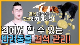 강아지 고양이 결석 예방하는 초간단 방법 6가지! (Feat 음수량 쭉쭉!)