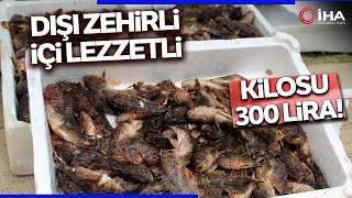 Dışı Zehirli İçi Lezzetli İskorpit Balığı Tezgahlarda