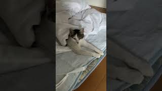 人の布団を自分の寝床にしてしまう勝手に家に入ってくる野良猫 Stray cat on my bed #shorts