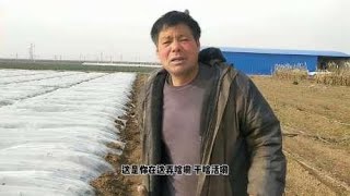 大白菜价格疯涨，大叔种20亩白菜能卖多少钱？听他算完账让人羡慕