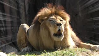 【ガオウの鳴き声は音量注意で】ルナ・モナカ誕生日おめでとう！ライオン 天王寺動物園 Lion