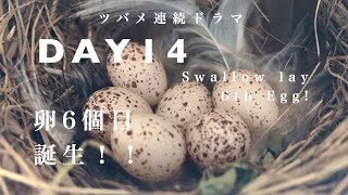 ツバメドラマ)【卵6個!!!】なんとビックリ６個目産卵！ママ頑張りました（涙/そしてパパはカメラのビックリ攻撃に遭う（ゴメンなさい）Swallow lay 6th EGG!! DAY14