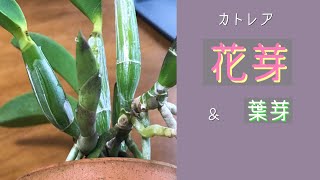 10月 カトレア　花芽・葉芽🌱　干して根を出す　ミニパープルまりこ　ペペロミア ジェミニ