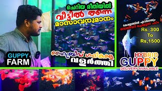 വെറും 300 രൂപക് സ്വന്തമായി നിങ്ങൾക്കും ചെയാം | HYBRID GUPPY FARM | GUPPY FARM MALAYALAM | KERALA