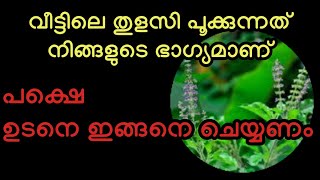 വീട്ടിലെ തുളസി പൂക്കുന്നത് നിങ്ങളുടെ ഭാഗ്യമാണ്, പക്ഷെ ഉടനെ ഇത് മറക്കാതെ ചെയ്യണം #viral