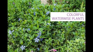 Water wise doesn't have to mean cacti! 10 colorful perennials that are also water conscious