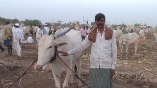 khilari breed bullocks sale in minimum price.horthi cattle fair.