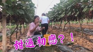 表哥家葡萄大豐收，小鳳蹲在地上就可以吃個飽，還提了一大桶回家【田野小鳳】