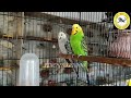 love birds வளர்ப்பது எப்படி love birds breeding tips for beginners தமிழ் love birds details