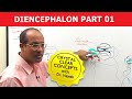 Diencephalon | Neuroanatomy | Part 1/2