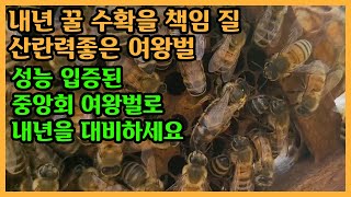 산란력 좋은 중앙회 여왕벌, 이미 많은 분들이 사용하고 계십니다