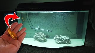 Can it survive? Watch What happens when you put freshwater fish in saltwater.