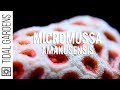 Micromussa amakusensis (Mini-Me Acan!)