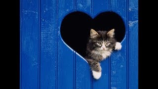 ЛЮБВЕОБИЛЬНЫЕ КОТИКИ  Кошачья любовь  Cat's love