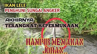 Ikan lele penghuni sungai angker terpancing sewaktu nge vlog