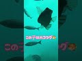 【釣り人必見】勝浦海中公園海中映像no.2 shorts 釣り 海 水中映像