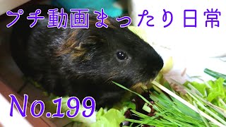 【モルモット】プチ動画 まったり日常 No.199 Relaxed daily life【kawaii guineapig】