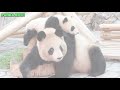 アドベン再開🐼 大好きなタケノコもぐもぐ結浜🎀 もぐもぐ永明さん🐼 写真提供 アドベンチャーワールド 2020年5月21日