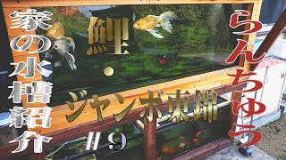 【金魚・鯉】自作2100水槽にジャンボ東錦に鯉120㎝水槽のらんちゅう 家の水槽紹介＃9