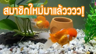 ตู้ปลา EP. 2 | ต้อนรับสมาชิกใหม่ ปลาทองหัวหมวก | Note Family