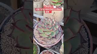 다육천하tv11월17일일요일오전10시,오후6시실방❤️#다육 #flowers #plants #succulents #다육이 #다육이키우기 #多肉植物 #다육식물 #판매 #shorts