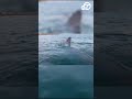 Kayakers have jaw-dropping experience as curious shark swims right under boat