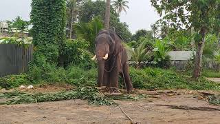 സംഗമേശപുത്രൻ കൂടൽമാണിക്യം മേഘാർജുനൻ//Koodalmanikyam meharjunan//#elephant