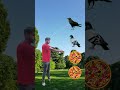 parrot pingen _ crow _ peacock 🦚 shortsfeed vairalvideo shortsfeed shorts trending